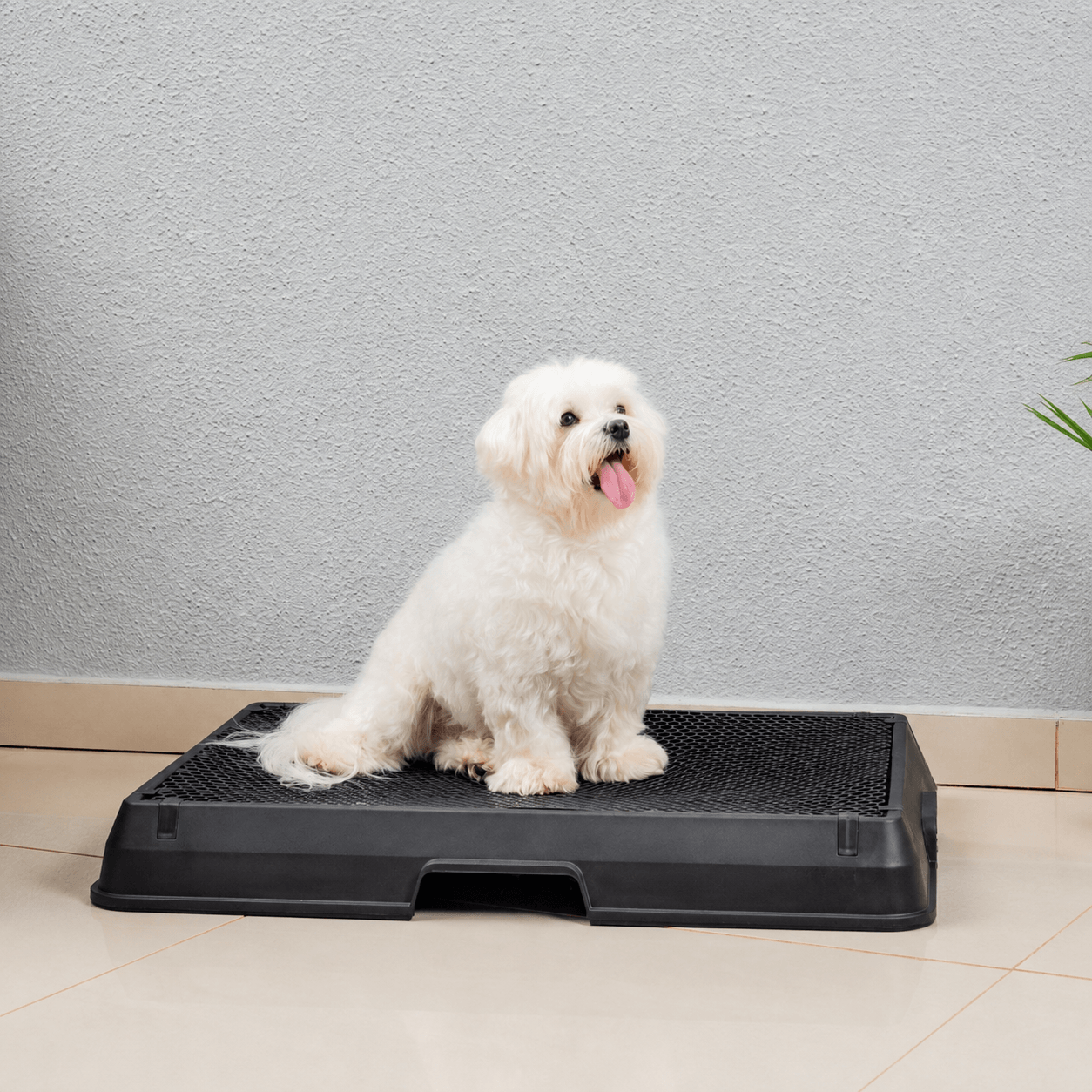 The Smart Potty™ — Indoor Dog Bathroom
