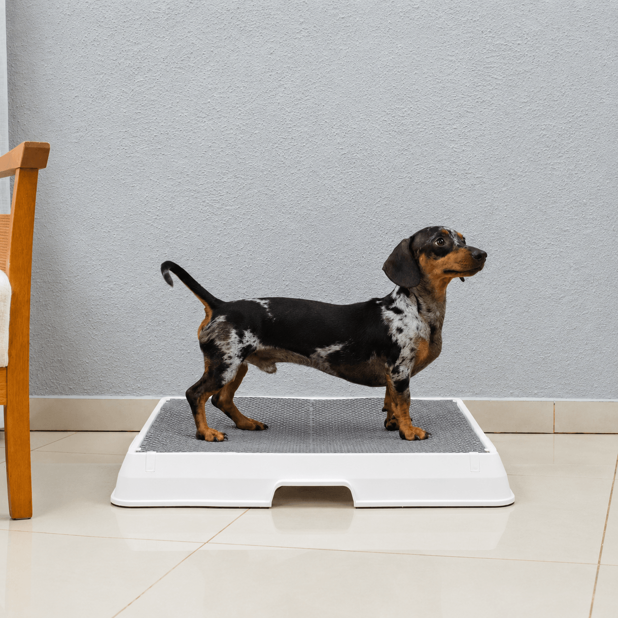 The Smart Potty™ — Indoor Dog Bathroom