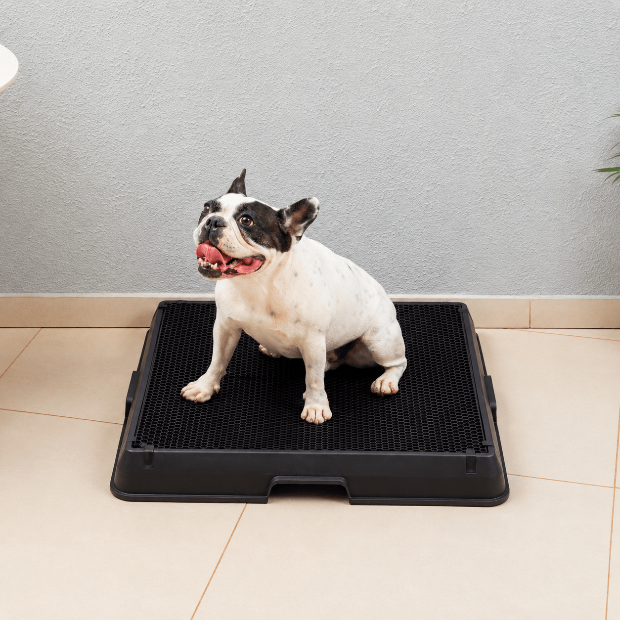 The Smart Potty™ — Indoor Dog Bathroom