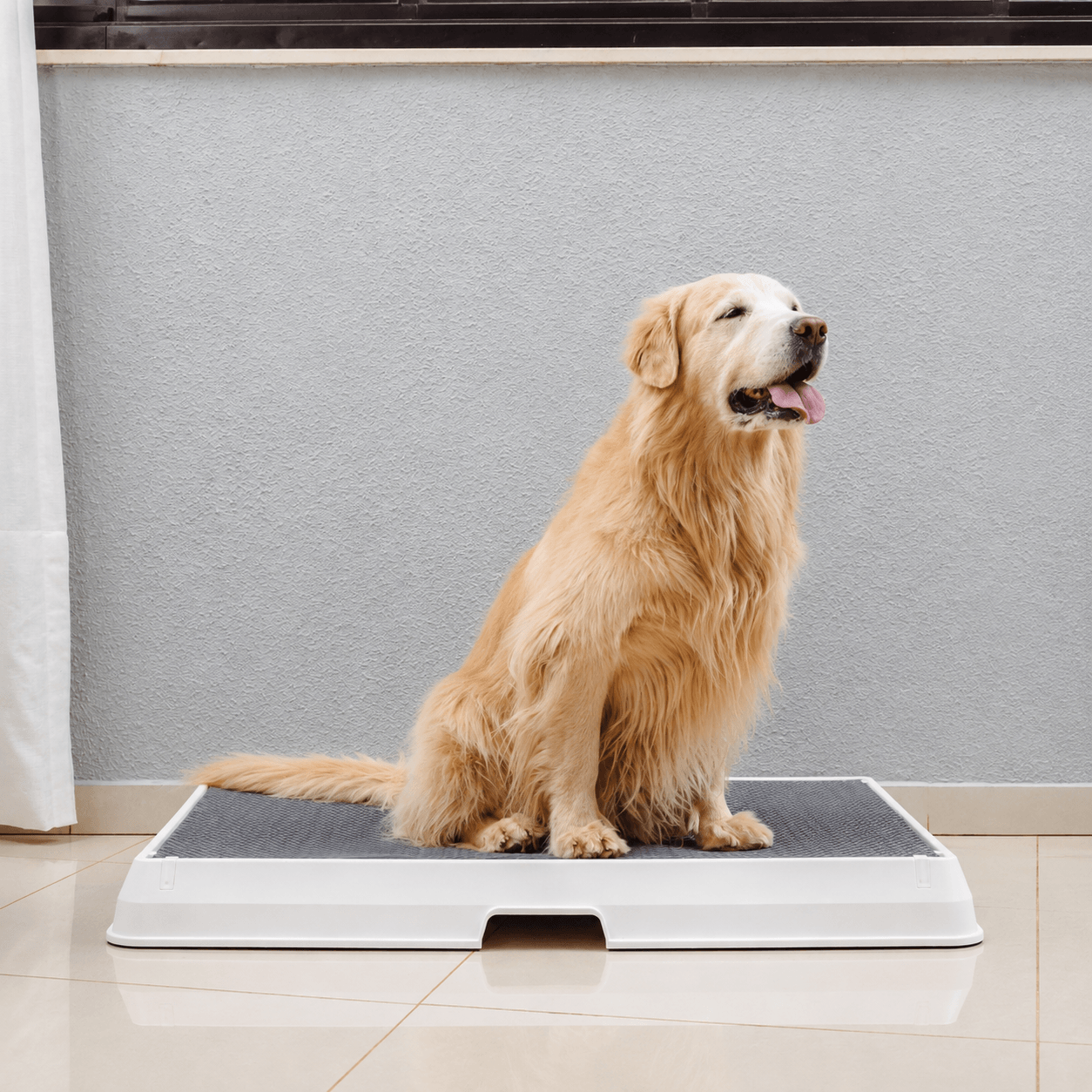 The Smart Potty™ — Indoor Dog Bathroom