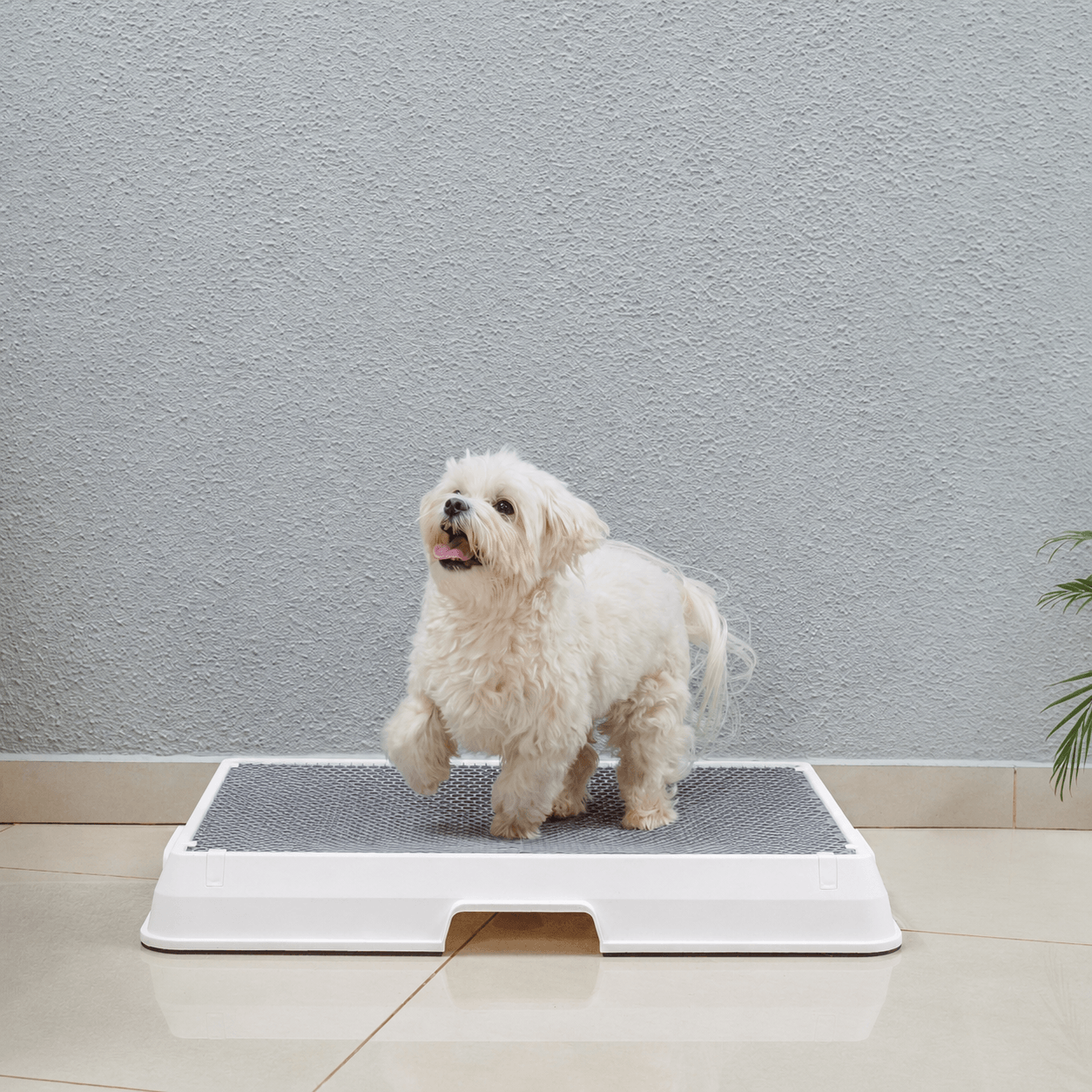The Smart Potty™ — Indoor Dog Bathroom