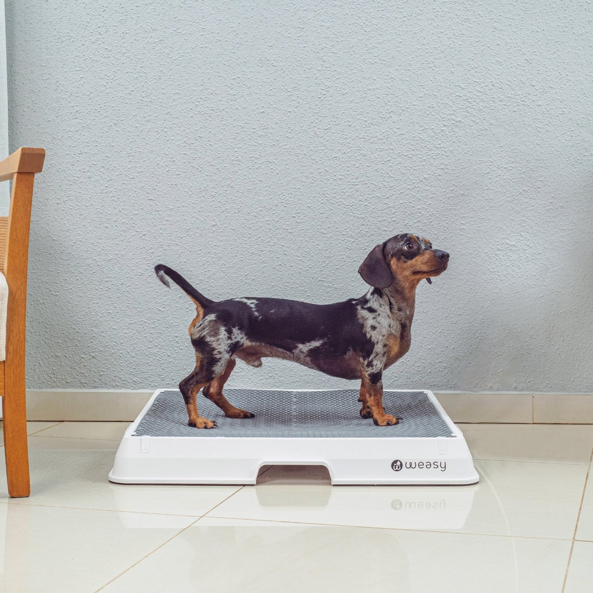 The Smart Potty™ — Indoor Dog Bathroom